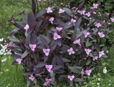 Purple Heart Tradescantia Pallida Unrooted Cuttings Set of 5 - Indoor Outdoor Vine Plant