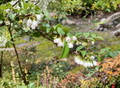 Evergreen Huckleberry Cuttings – 6 Live Hardwood Propagation Material Vaccinium ovatum Native Shrub