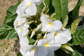Plumeria Isabella Cuttings – Pink, Orange & White Frangipani Live Unrooted Propagation Material