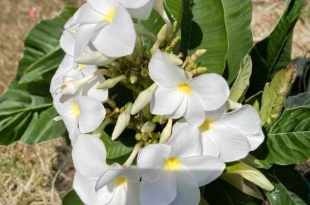 Plumeria Isabella Cuttings – Pink, Orange & White Frangipani Live Unrooted Propagation Material