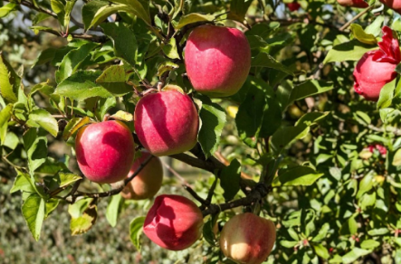 Pink Lady Apple Scionwood 5 Pack - Fresh 8 Inch Green Scions for Grafting