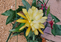 Epiphyllum Davids Golden Splendor Cuttings – Unrooted Orchid Cactus Stems for Propagation, Trailing Growth, Large Golden Yellow Blooms