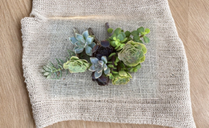 Assorted Succulent Cuttings 12-Pack | 6 Varieties for Propagation Indoor Outdoor Garden | Live Plant Mix