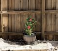 Red Crown of Thorns Cutting 4-5 Inch Euphorbia milii Succulent Stem for Propagation, Bright Red Bracts, Unrooted Plant