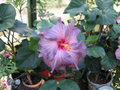 Tahitian Lavender Frolic Hibiscus Cuttings – Unrooted Tropical Flower Stems for Propagation, Lavender Blooms, Hibiscus rosa-sinensis