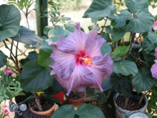 Tahitian Lavender Frolic Hibiscus Cuttings – Unrooted Tropical Flower Stems for Propagation, Lavender Blooms, Hibiscus rosa-sinensis