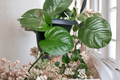 Jade Pothos Leaf Node Cuttings - Epipremnum aureum Indoor Trailing Houseplant Propagation