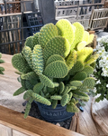 Opuntia microdasys Bunny Ears Cactus Cuttings Unrooted Succulent Pads for Propagation, Indoor or Desert Garden
