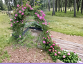 Peggy Martin Rose Cuttings 10 Pack - Pink Climbing Rose Unrooted Stems for Propagation Rosa spp.