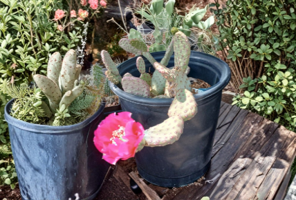 Opuntia Prickly Pear Cactus Single Pad Cutting Garnet Glow Opuntia hybrid