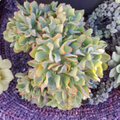 Unrooted Succulent Cuttings Set of 5 - Ripple Jade (Crassula arborescens subsp. undulatifolia) for Propagation