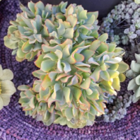 Unrooted Succulent Cuttings Set of 5 - Ripple Jade (Crassula arborescens subsp. undulatifolia) for Propagation