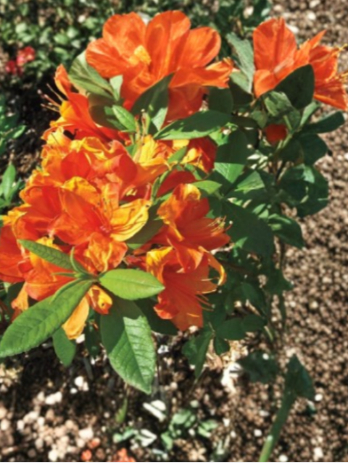 Mandarin Azalea Rhododendron Hybrid Starter Plant, Deciduous Flowering Shrub with Bright Orange Blooms