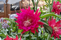 Pink Epiphyllum Orchid Cactus Live Plant – Night Blooming Cactus, Trailing, Indoor & Patio, Epiphyllum hybrid