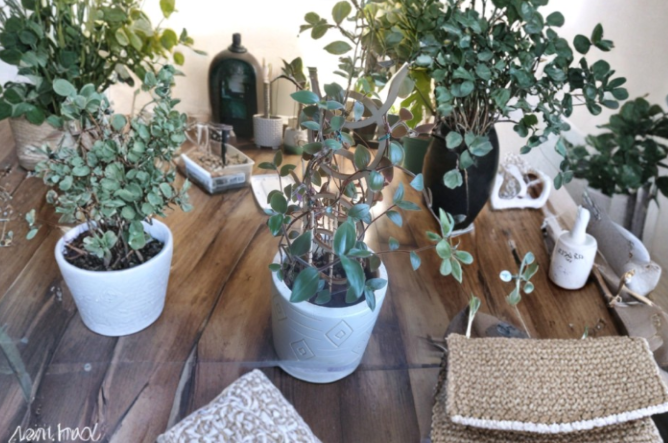 Tradescantia chrysophylla Baby Bunny Bellies Cuttings – Fuzzy Green Trailing Indoor Plant Stems for Propagation