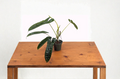 Philodendron Felix Live Plant 4-Inch Pot Indoor Tropical Foliage Houseplant, Compact Green Houseplant