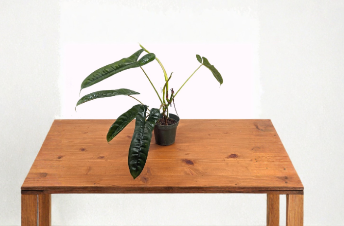 Philodendron Felix Live Plant 4-Inch Pot Indoor Tropical Foliage Houseplant, Compact Green Houseplant