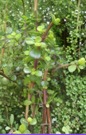 Elephant Jade Succulent Cuttings 3 Pack, Portulacaria afra, 5-6 Inches, Bushy Green Plant for Rooting & Indoor Gardening
