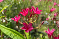 Pink Plumeria Frangipani Cutting - 6-8 Inch Tropical Flowering Plant, Hawaiian, Perennial, Garden, Container, Scientific Name: Plumeria spp.