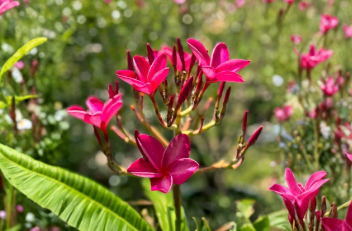 Pink Plumeria Frangipani Cutting - 6-8 Inch Tropical Flowering Plant, Hawaiian, Perennial, Garden, Container, Scientific Name: Plumeria spp.