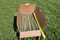 Austree Hybrid Willow Cuttings – 18 Inch Unrooted Stems for Fast-Growing Privacy Trees, Salix hybrid