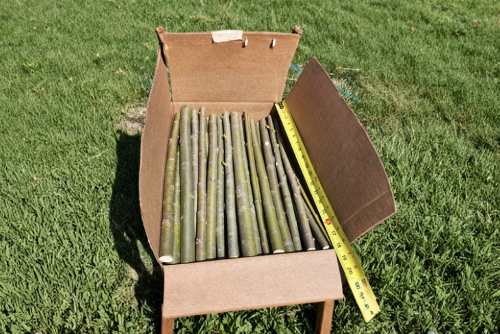 Austree Hybrid Willow Cuttings – 18 Inch Unrooted Stems for Fast-Growing Privacy Trees, Salix hybrid