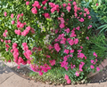 Red Riding Hood Hedge Rose Cuttings 3 Pack, Unrooted Rosa sp. Flowering Shrub, Red Blooms, Full Sun, Garden Border Plant