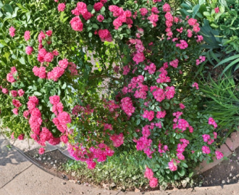Red Riding Hood Hedge Rose Cuttings 3 Pack, Unrooted Rosa sp. Flowering Shrub, Red Blooms, Full Sun, Garden Border Plant