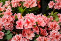 Encore Autumn Sunburst Azalea Starter Plant - Evergreen Reblooming Shrub with Multicolor Flowers Rhododendron