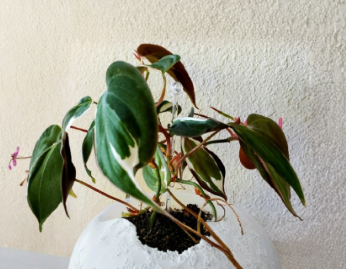 Rooted Philodendron Micans Halo Variegated Cutting - Live Indoor Houseplant, Trailing Aroid, Green Velvety Foliage