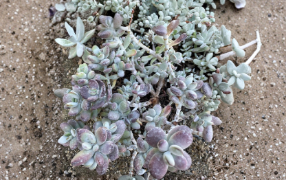 Unrooted Succulent Cuttings - Lady Fingers Cotyledon orbiculata, 4 Inch Purple Blue-Green Foliage