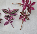 Tradescantia Quadricolor Cuttings – Unrooted Pink Green White Variegated Trailing Houseplant