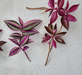 Tradescantia Quadricolor Cuttings – Unrooted Pink Green White Variegated Trailing Houseplant