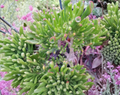 Ogre Ears Jade Plant Cuttings, Crassula ovata ‘Gollum’, Dwarf Succulent, Unrooted Propagation Set of 3