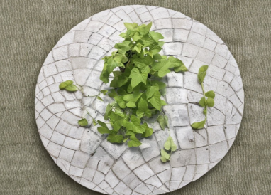 Rooted Sweet Potato Vine Cuttings Set of 6 | Ipomoea Batatas Green Ornamental Trailing Vines Live Plants