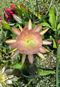 American Sweetheart Epiphyllum Cutting - Orchid Cactus Live Plant Segment for Propagation, Trailing Tropical Cactus, Epiphyllum hybrid
