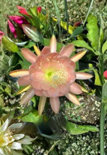 American Sweetheart Epiphyllum Cutting - Orchid Cactus Live Plant Segment for Propagation, Trailing Tropical Cactus, Epiphyllum hybrid