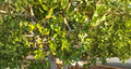 Large Jade Plant Cuttings Crassula ovata Succulent Houseplant Propagation Indoor Drought Tolerant