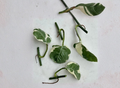 Unrooted Pothos Pearls and Jade Cuttings Set of 5 - Variegated Epipremnum aureum Indoor Houseplant