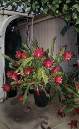 Epiphyllum Orchid Cactus Cuttings 2 Pack Purple Orange Blooms for Propagation, Trailing Epiphytic Cactus, Epiphyllum spp.
