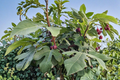 Italian Ponza Fig Tree Cuttings 6 Pack Ficus carica Unrooted Hardwood Scion for Propagation
