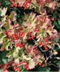 Viburnum opulus Cutting Set – Eastern Snowball Chervona Kalyna Flowering Scions, Unpotted Propagation Material, Garden Shrubs