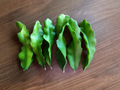 Pink Flesh Dragon Fruit Cactus Cuttings 8+ Inches Selenicereus undatus for Propagation, Fruit Plant, Climbing Cactus