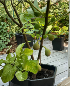 Unrooted Fig Cuttings Set of 3 – Teramo Ficus carica Early Season Propagation for Garden or Container