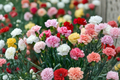 Chabaud Clove Carnation Seeds 100 Pack, Fragrant Dianthus caryophyllus Heirloom Flower for Garden & Cut Blooms