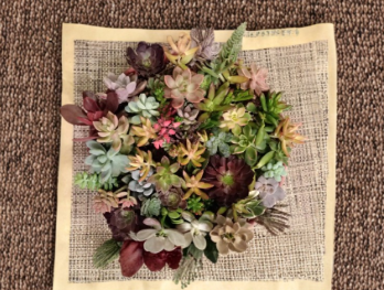 Succulent Cuttings Bundle - 30 Varieties Unrooted for Propagation and Arrangements - Mixed Succulents, Unrooted Succulent Plants
