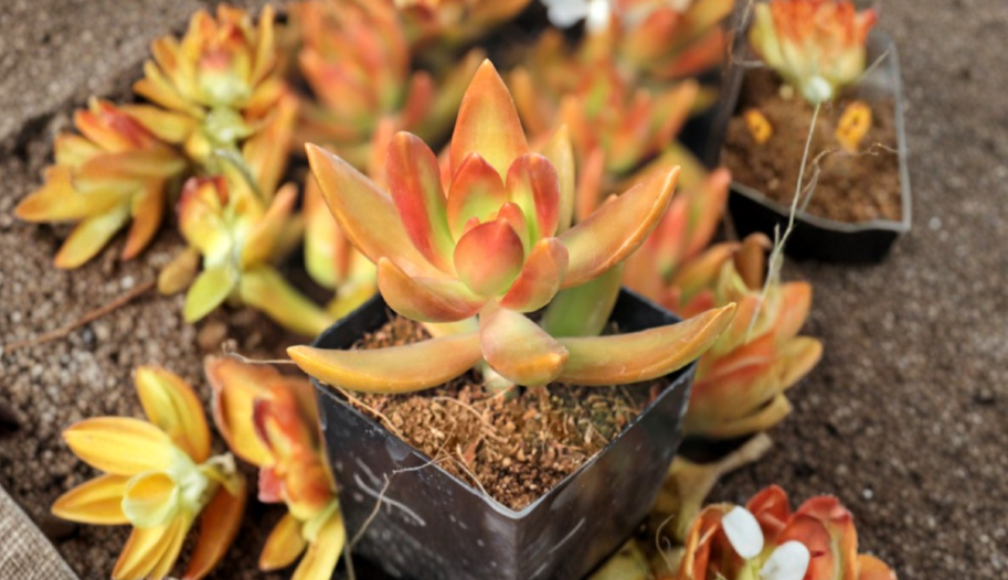 Sedum adolphi Firestorm Succulent Cutting 3-Inch Coppertone Stonecrop for Rock Gardens & Containers