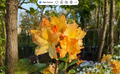 Golden Lights Azalea Rhododendron Starter Plant, Deciduous Shrub with Bright Golden-Orange Blooms, Well-Rooted, Hardy, Rhododendron hybrid