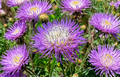 Heirloom Basketflower Seeds - Centaurea americana Wildflower for Gardens & Cut Flowers, Native Annual Plant