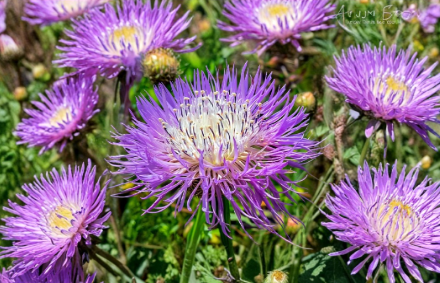 Heirloom Basketflower Seeds - Centaurea americana Wildflower for Gardens & Cut Flowers, Native Annual Plant